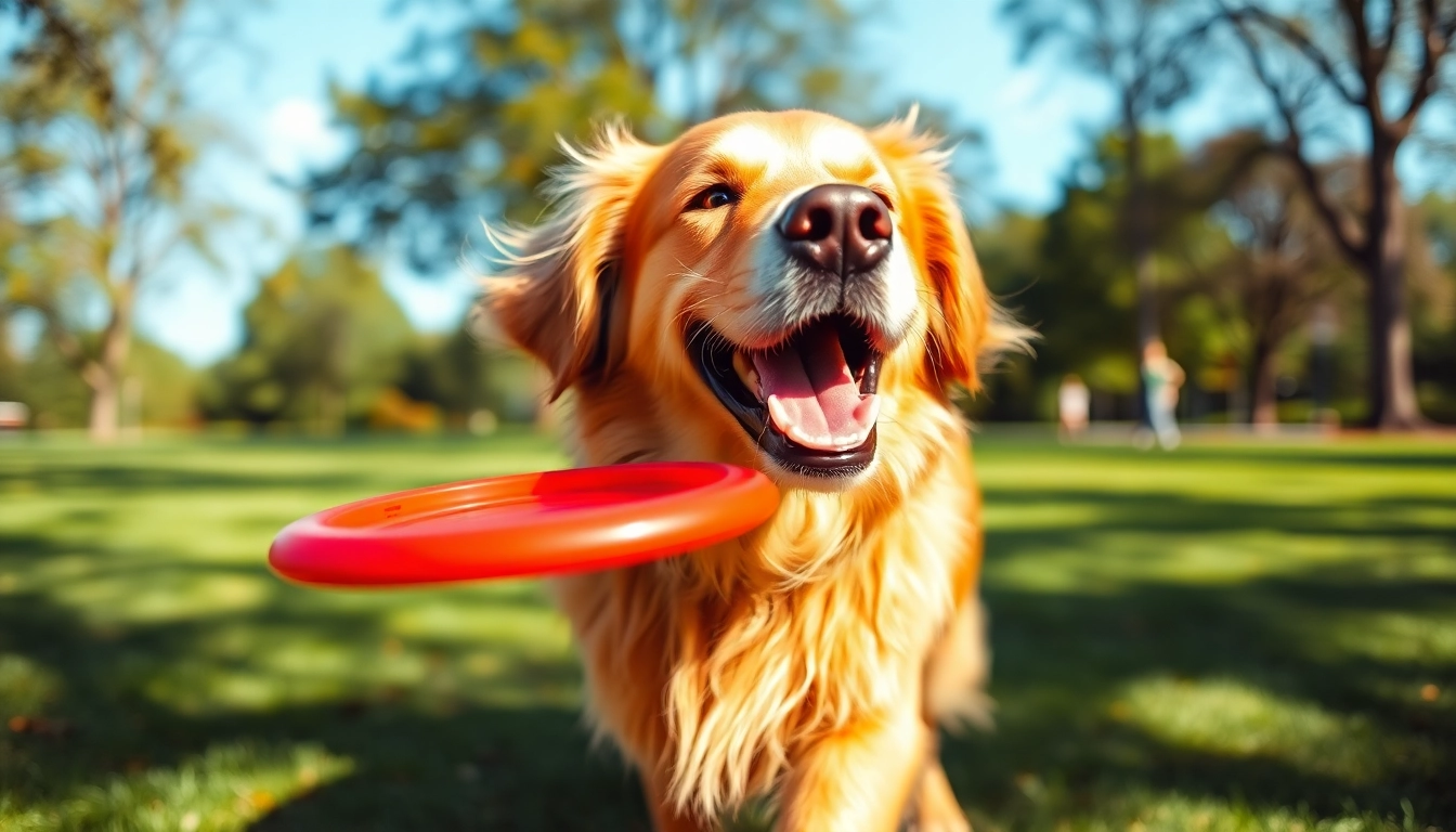 Watch Kate's K9 Pet Care's happy dog enjoying playtime with a frisbee in a sunny park.